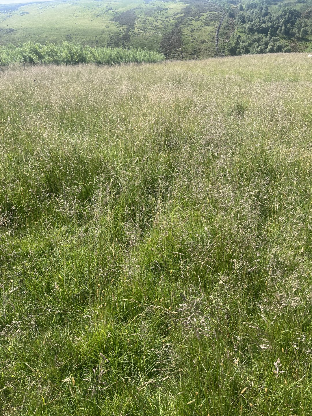 Cut Rushes Cutting rushes after roundup | Page 2 | The Farming Forum