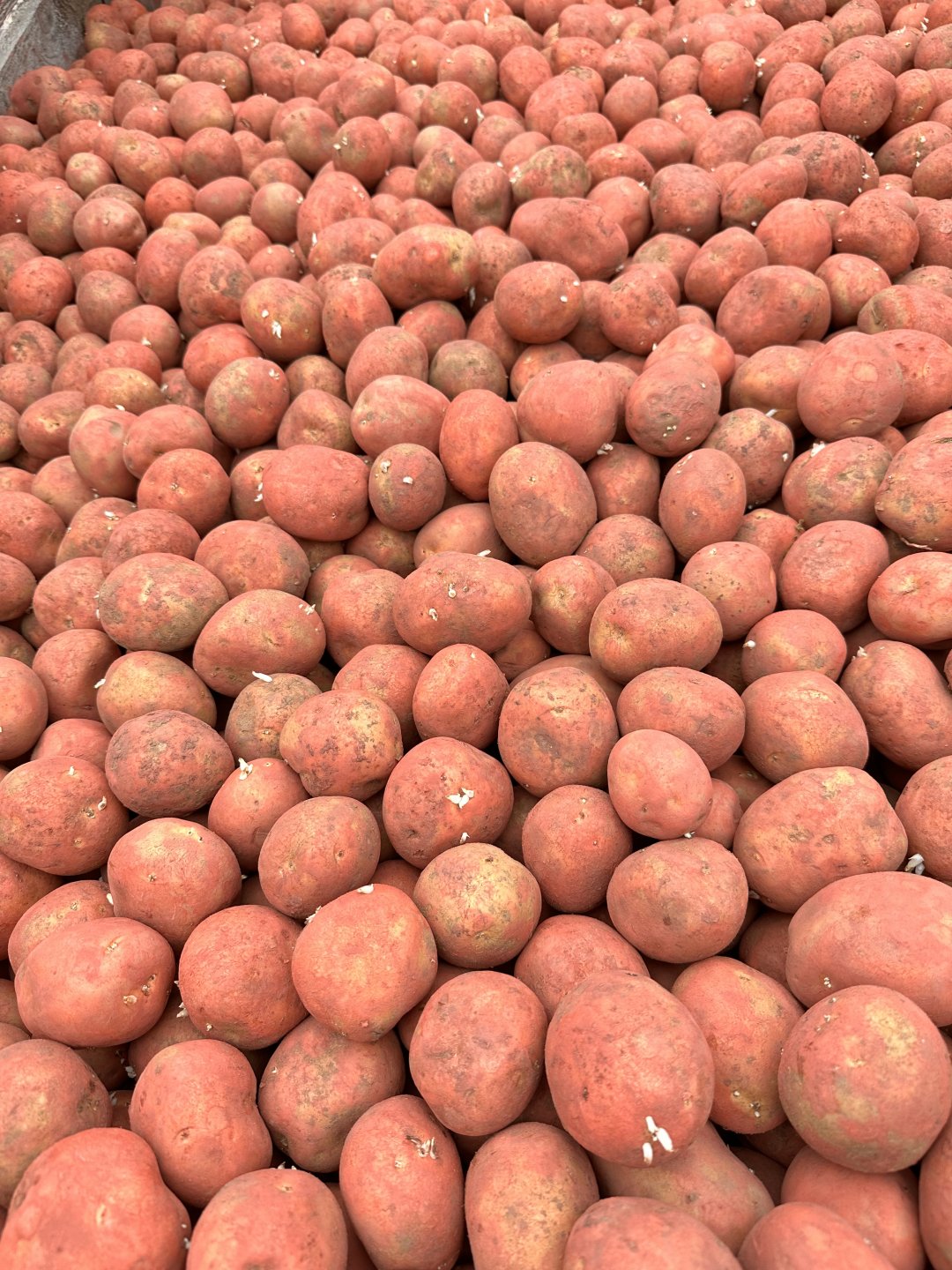 Potato Prices. Page 95 The Farming Forum