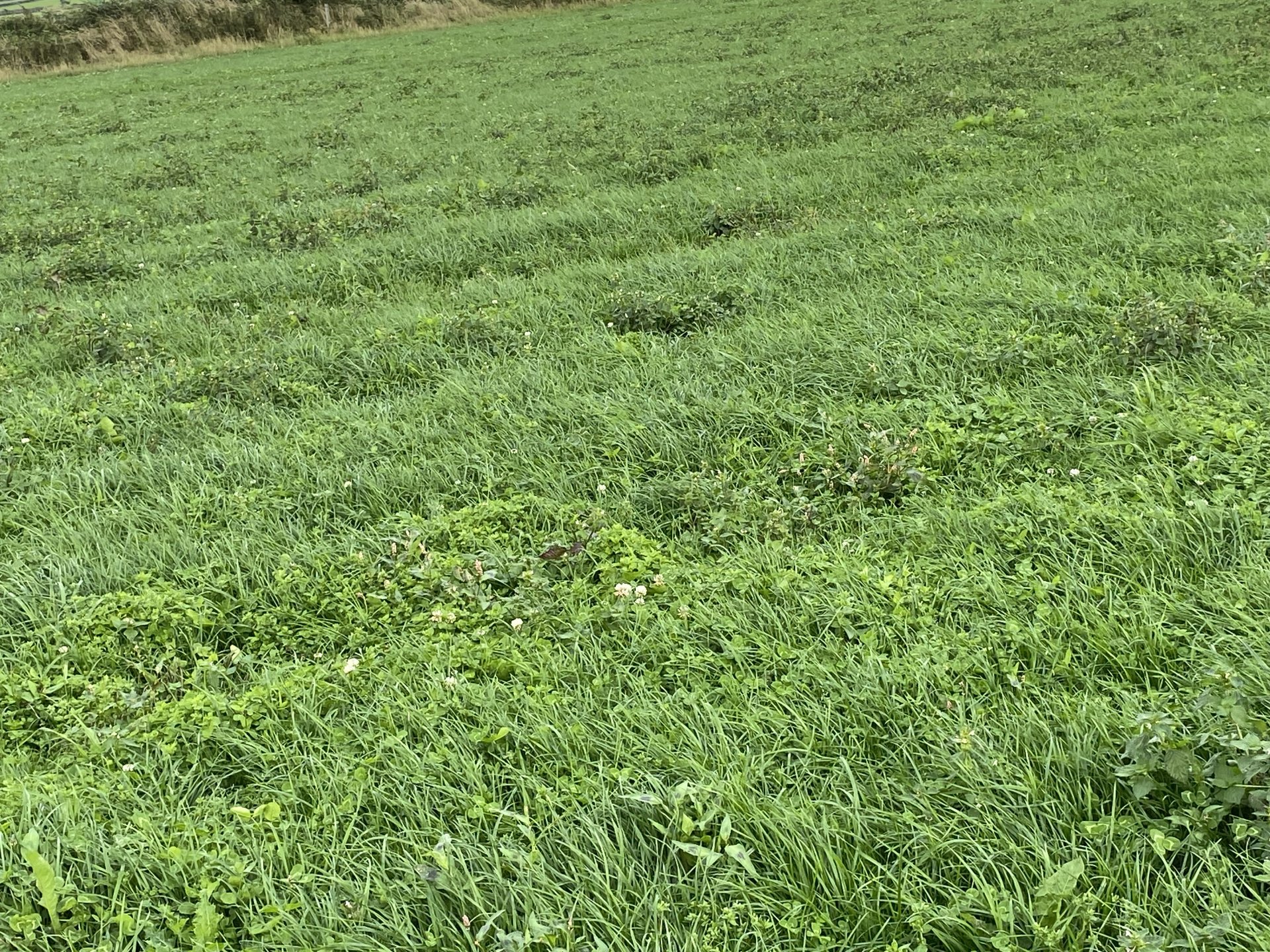 Grass to grass reseed Page 3 The Farming Forum