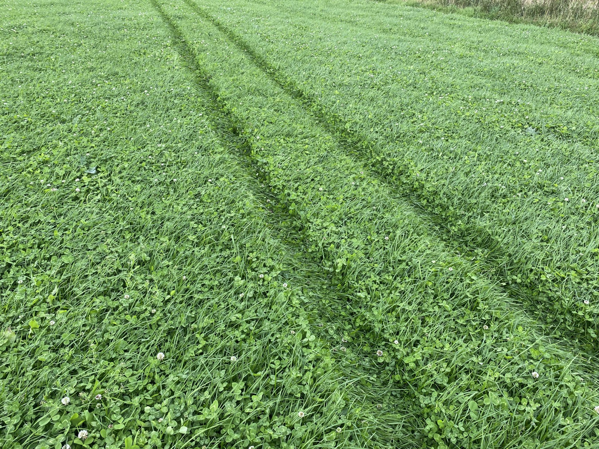 Grass to grass reseed Page 3 The Farming Forum