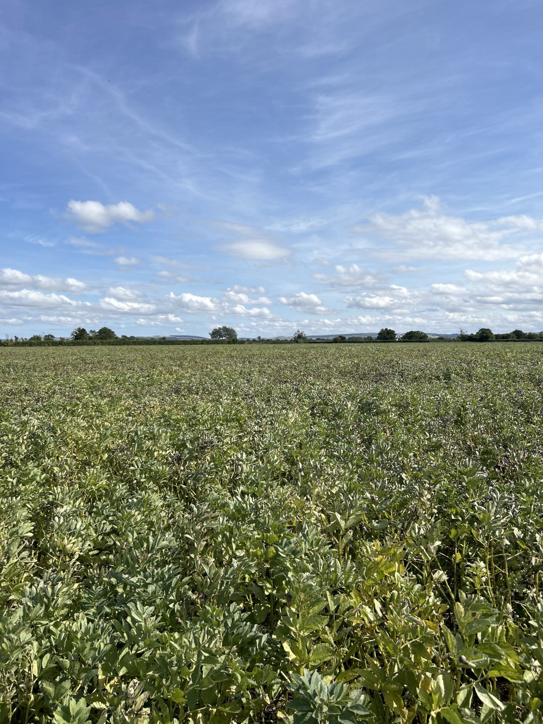 Winter beans pod bursting open. | The Farming Forum
