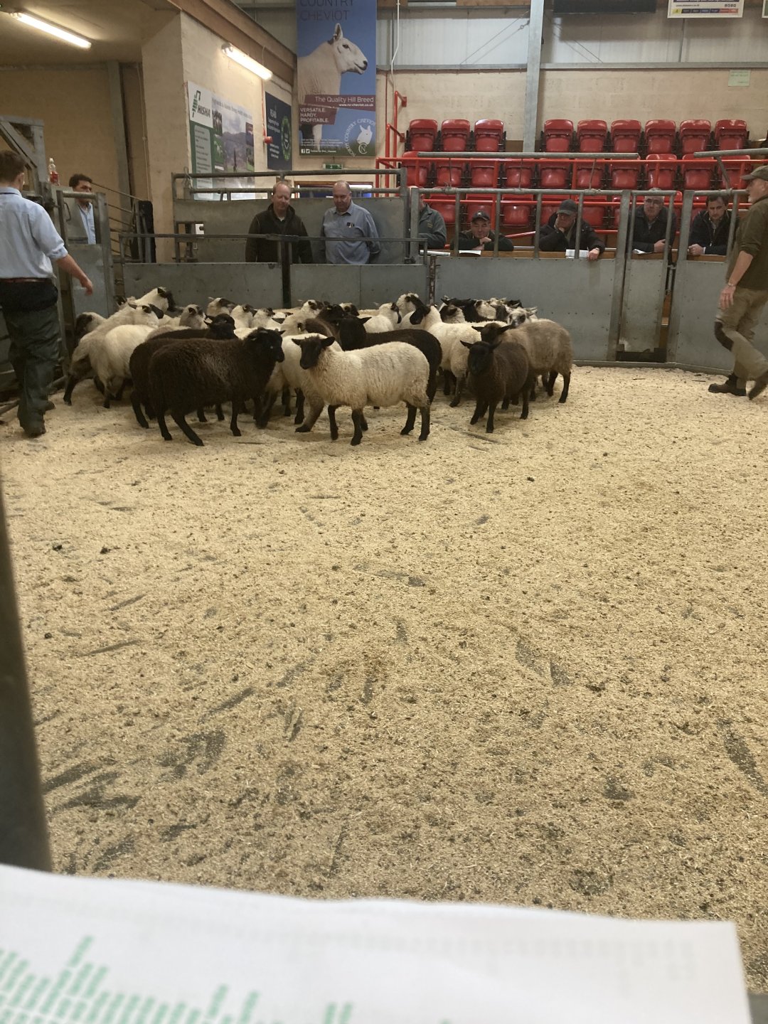 Ssvc Sheep Confessions of the Sheep/Beef Cattle/Pig Addicts | Page 2310 | The ...
