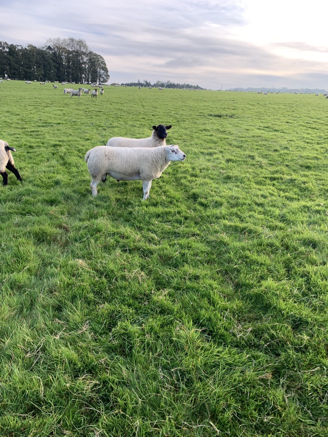 Help with sheep breed Page 4 The Farming Forum