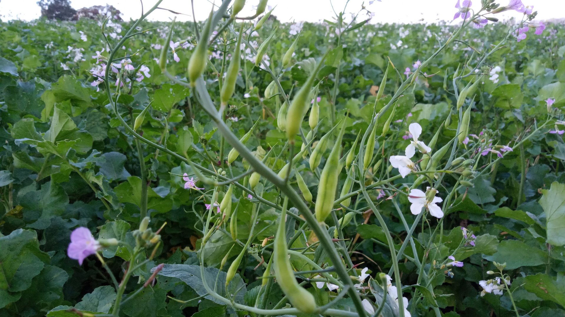 Will fodder radish set viable seed now? The Farming Forum