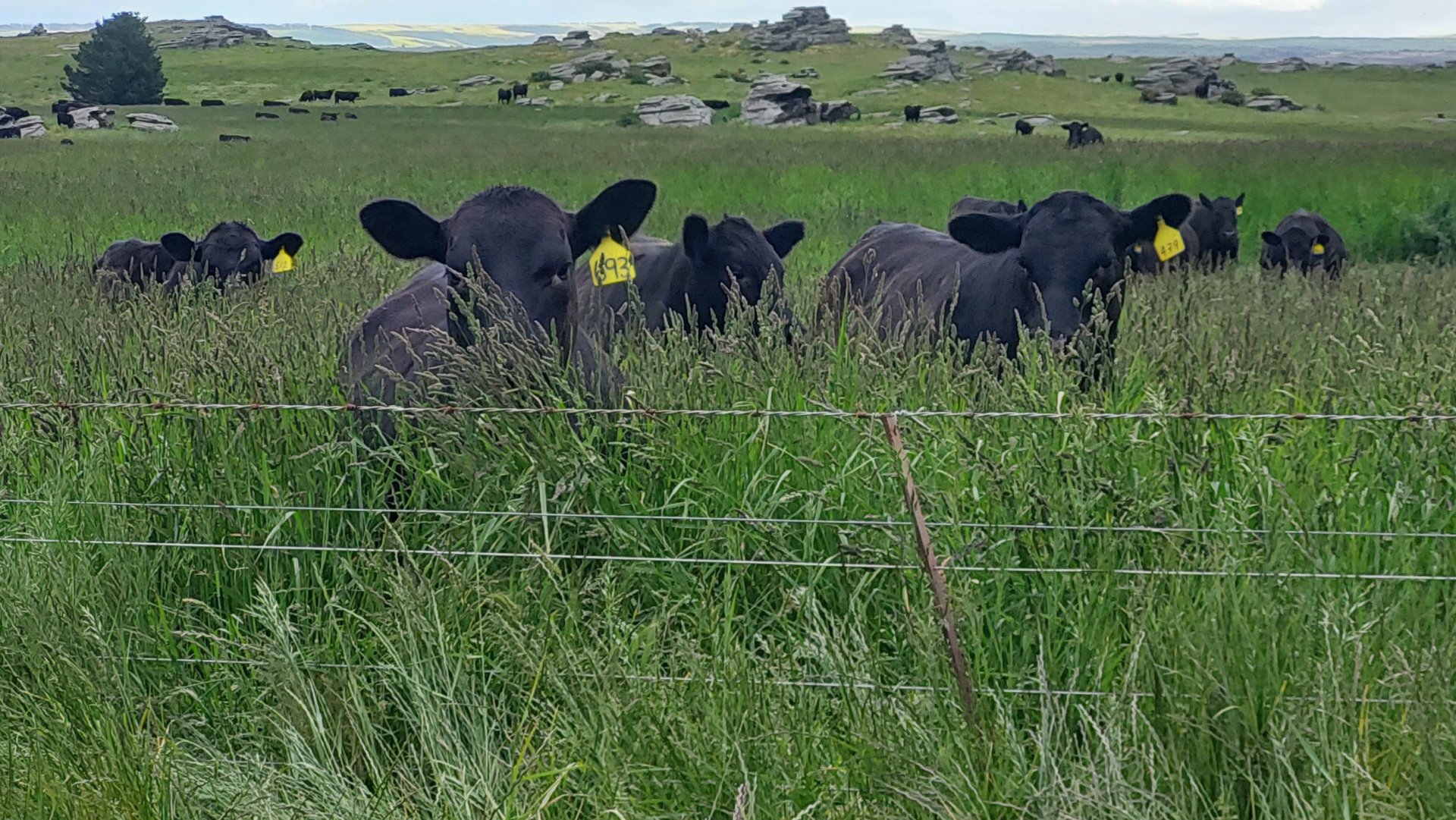 benefits of paddock grazing at rose briggs blog Images... "Improving Our Lot" - Planned Holistic Grazing, for starters.. | Page ...