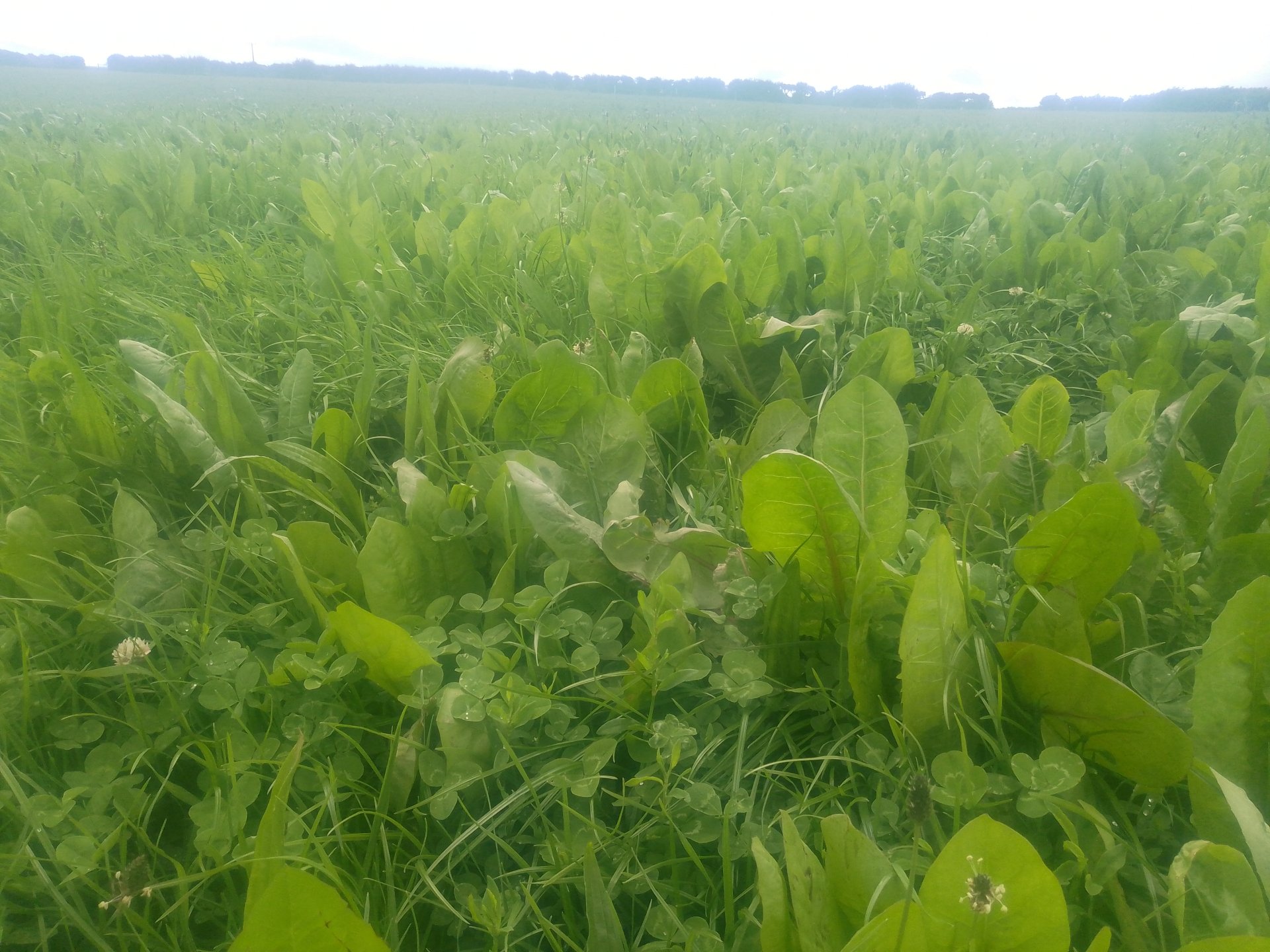 SFI for grassland dairy farm The Farming Forum