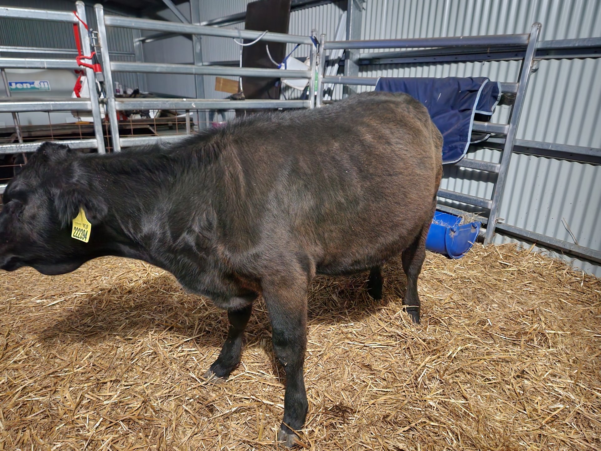 Hay rumen impaction treatment? | The Farming Forum