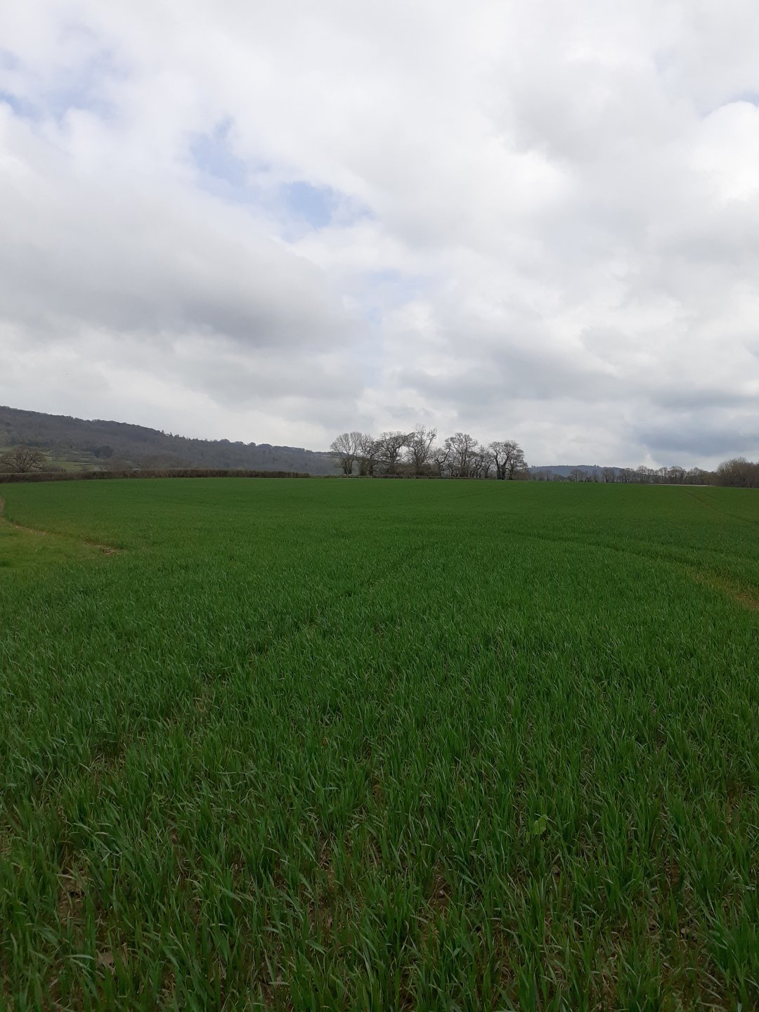 what-of-winter-crops-not-planted-or-destroyed-page-71-the-farming