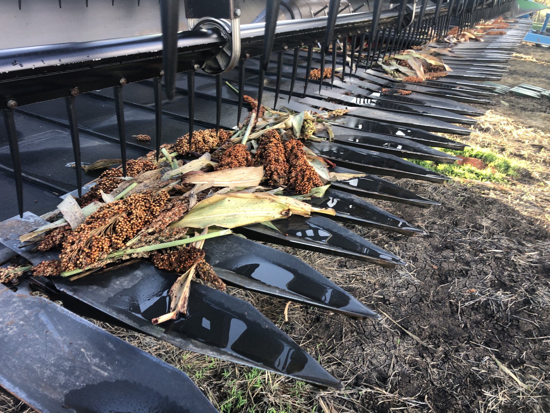 Grain maize questions Page 4 The Farming Forum