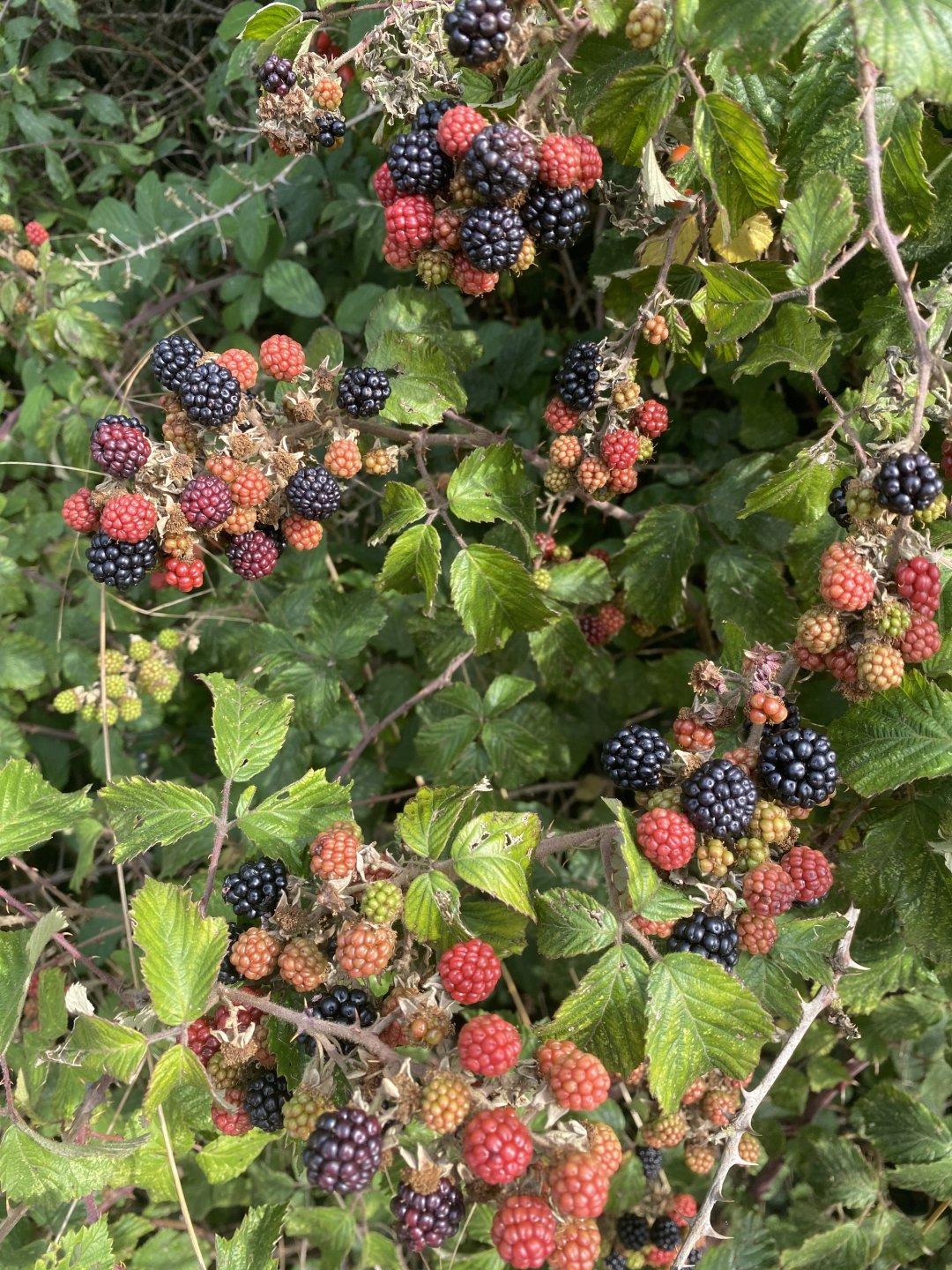 New hedge cutting rules. Page 2 The Farming Forum