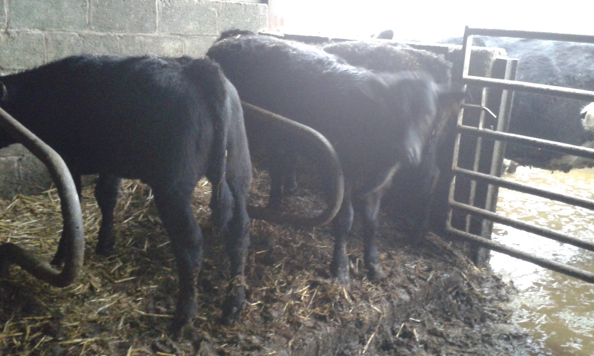 Stabiliser cows Page 2 The Farming Forum