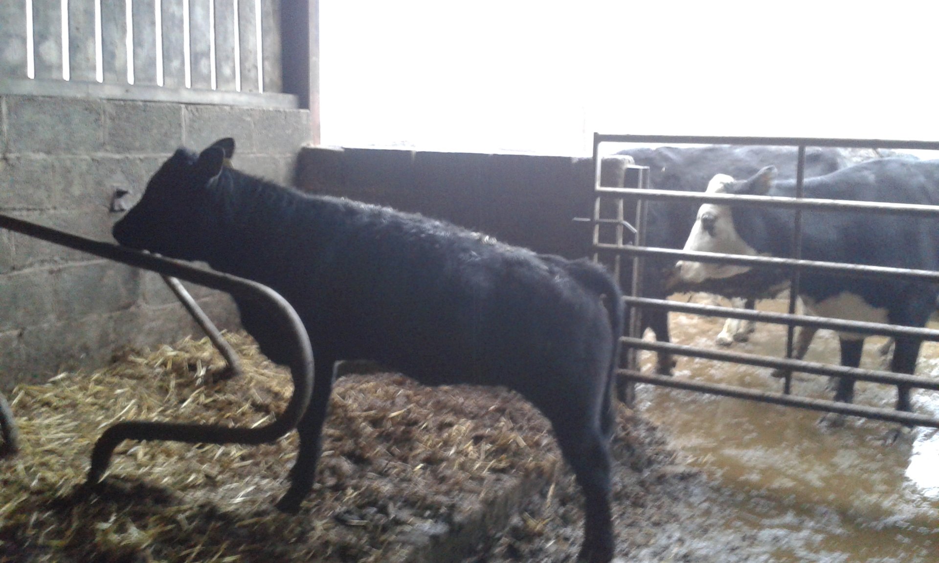 Stabiliser cows Page 2 The Farming Forum