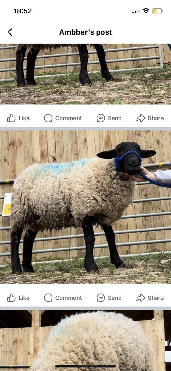Abstack Sheef Confessions of the Sheep/Beef Cattle/Pig Addicts | Page 3554 | The ...
