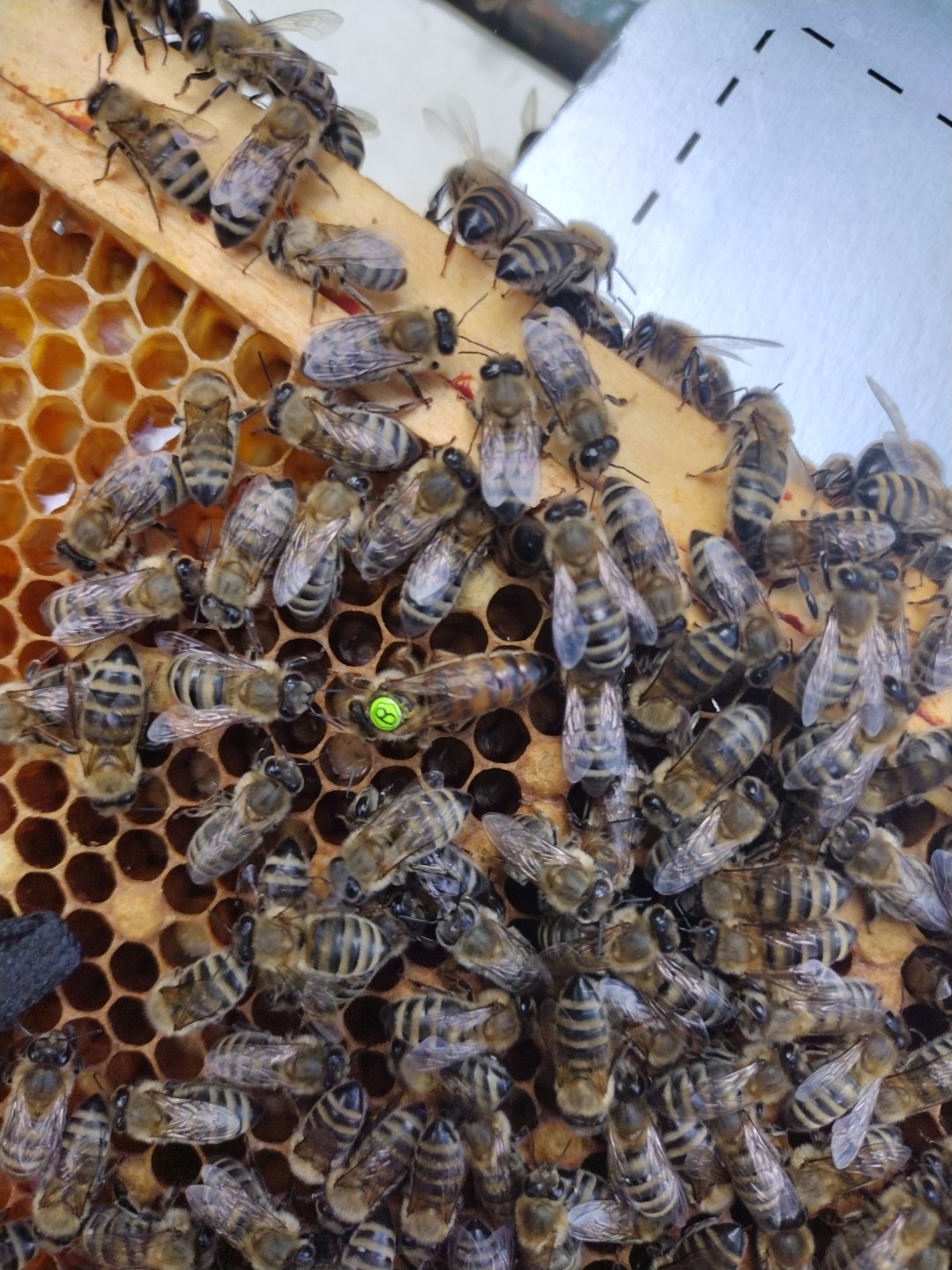 Bees,lack of | Page 3 | The Farming Forum