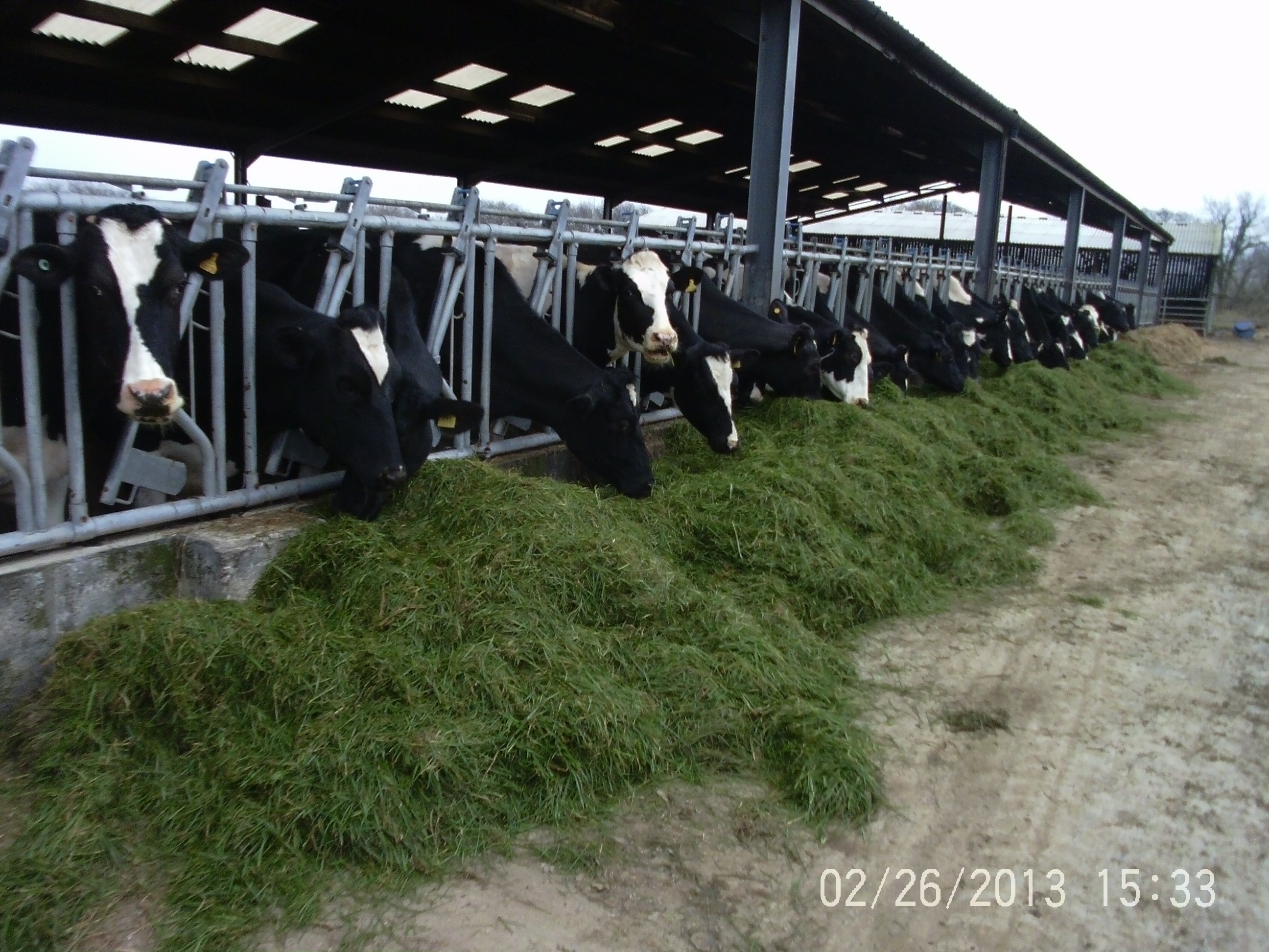 zero grazing The Farming Forum