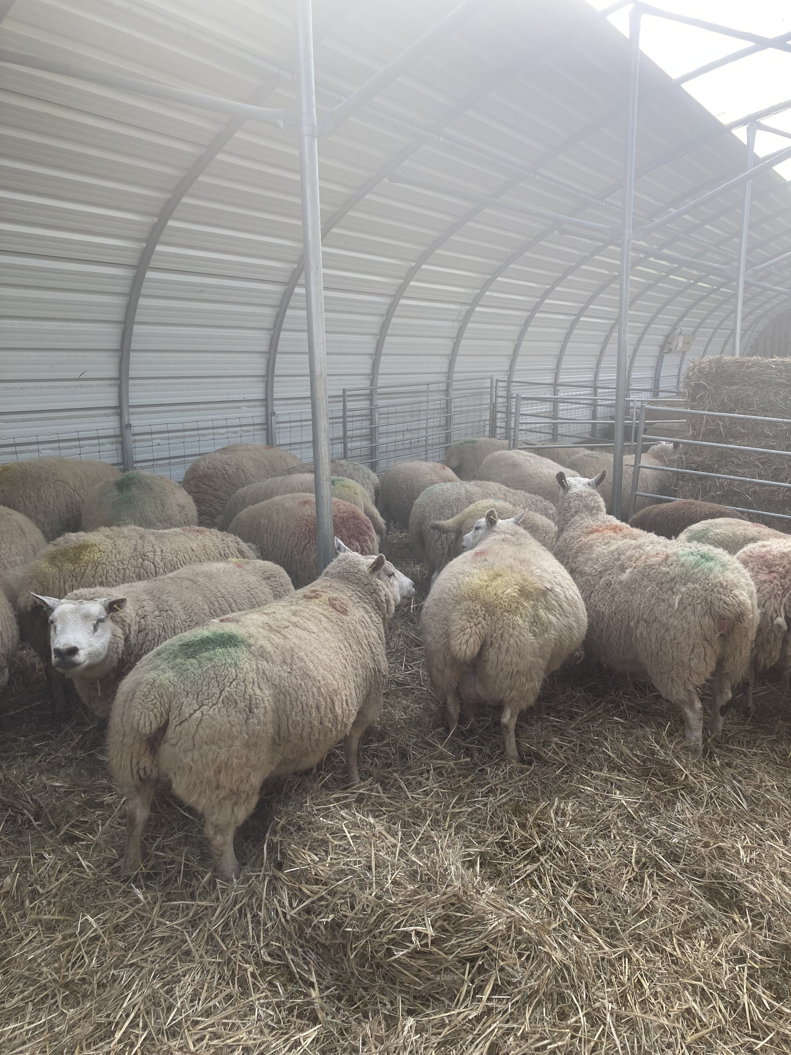 Sheep | Page 2 | The Farming Forum