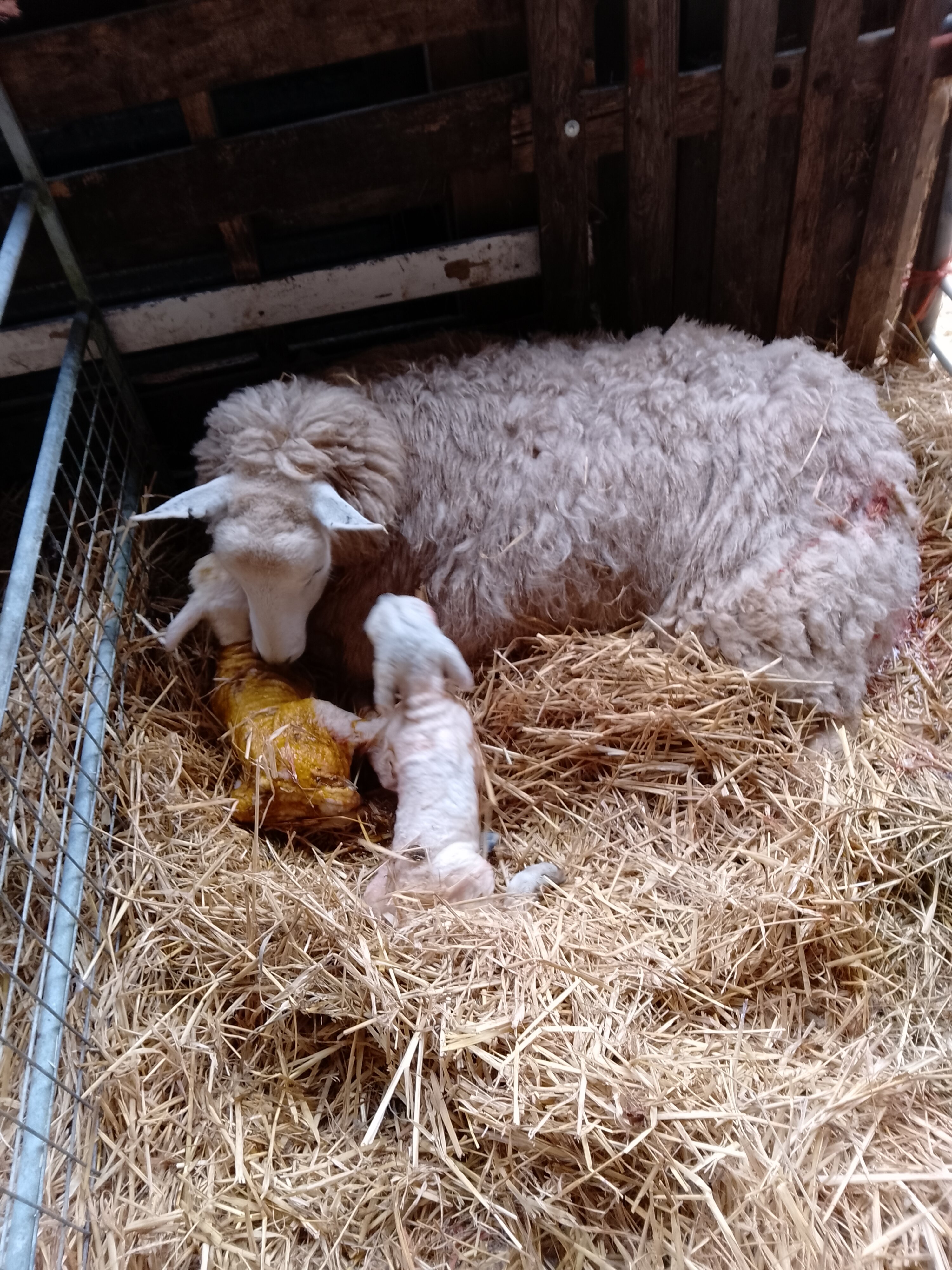 Abstack Sheef Confessions of the Sheep/Beef Cattle/Pig Addicts | Page 4360 | The ...