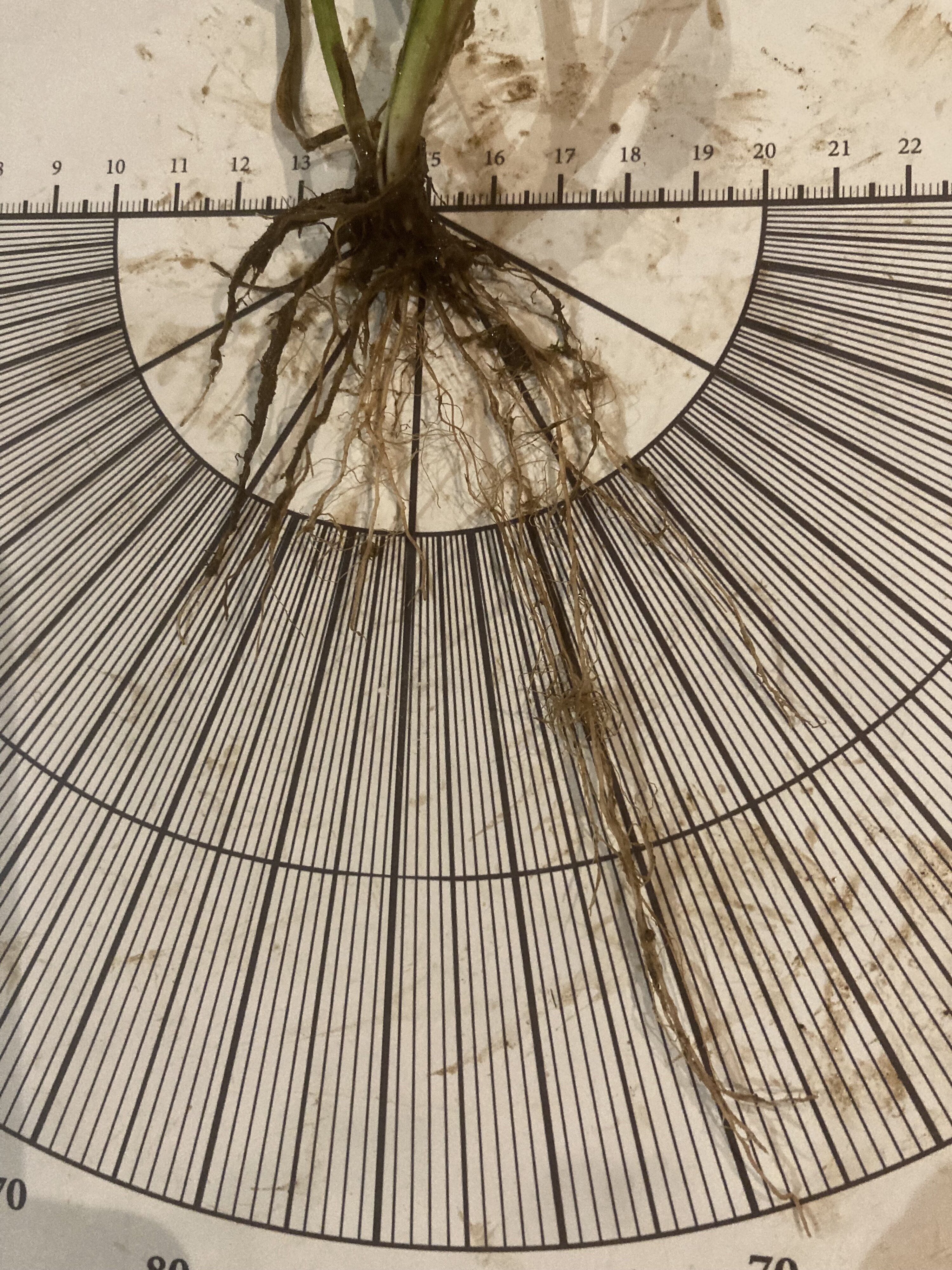 PES Sampling & Shovelomics measuring | The Farming Forum