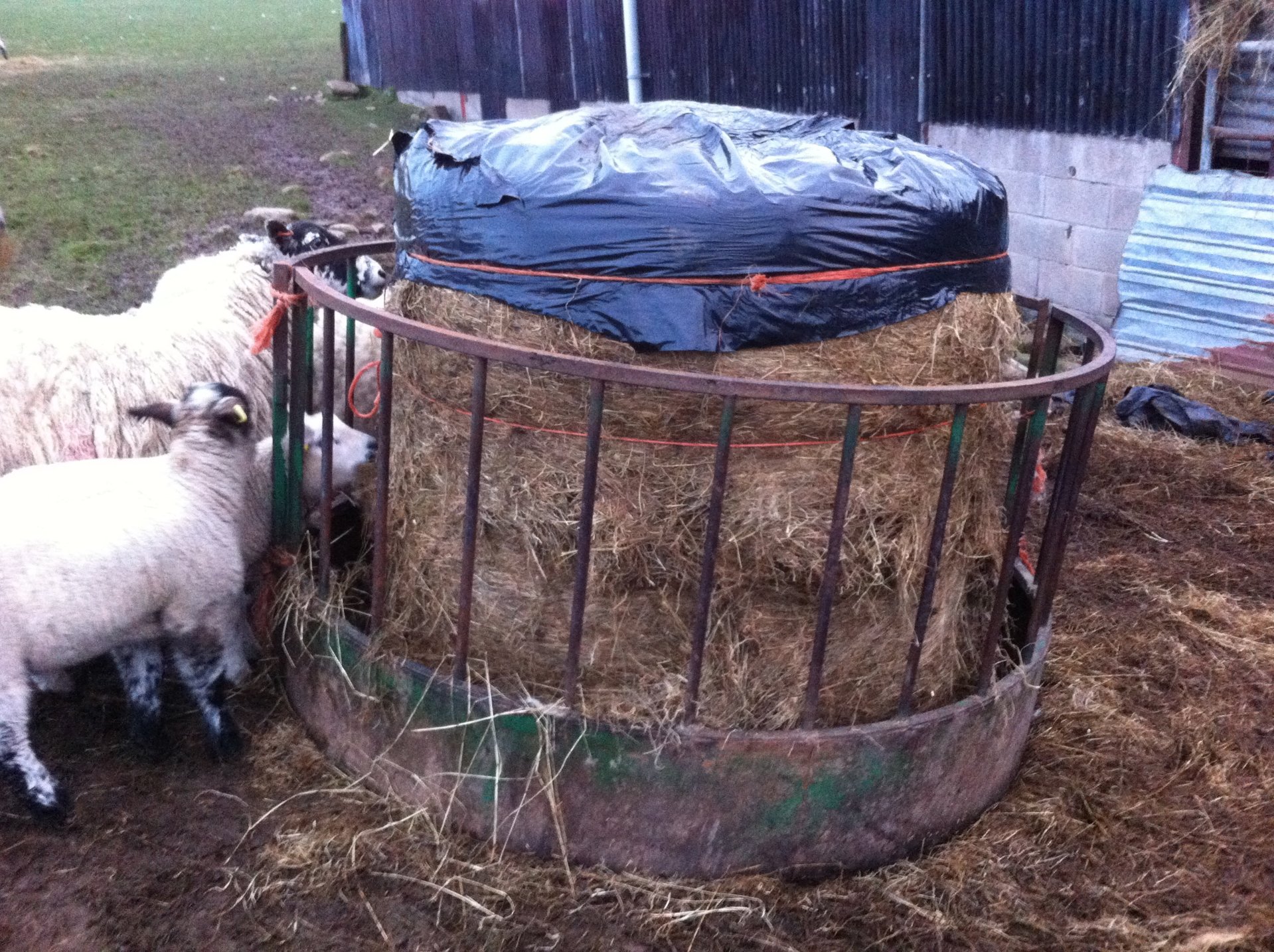 Feeding Bales To Sheep The Farming Forum