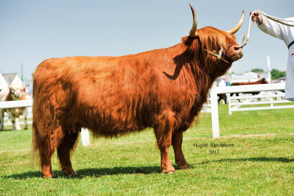 Native breeds photographs | Page 29 | The Farming Forum