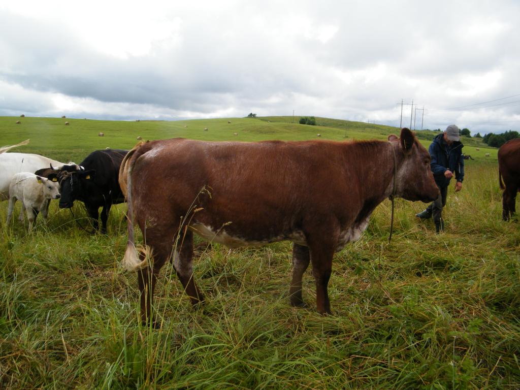 Livestock pictures | Page 13 | The Farming Forum