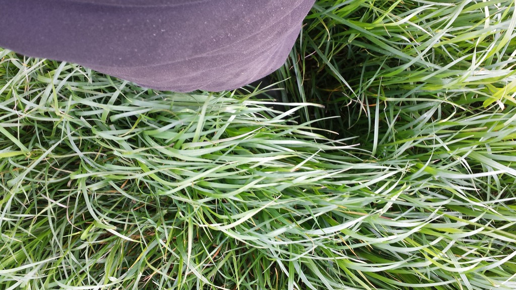 FREE!!! 5kg bags of grass seed Page 2 The Farming Forum