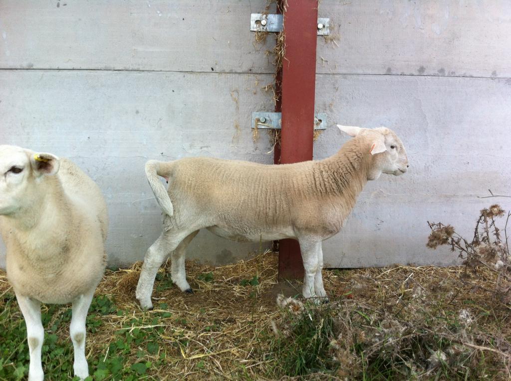 Growth on lamb? what is it? The Farming Forum