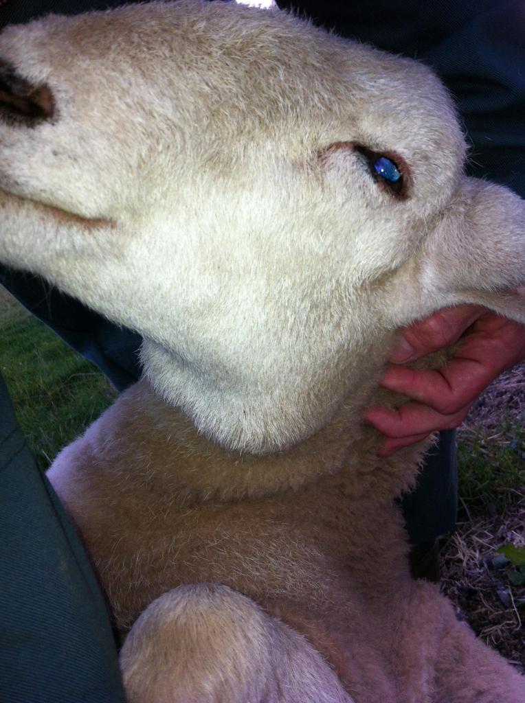 Growth on lamb? what is it? The Farming Forum