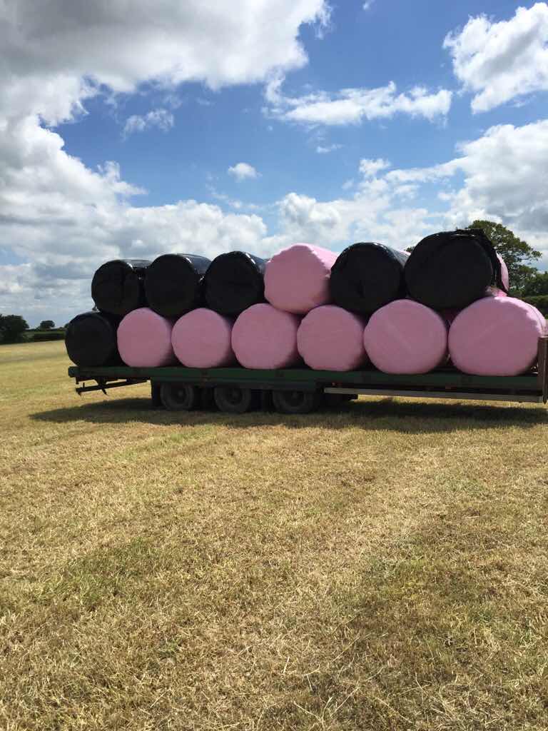 Marshmallow farming The Farming Forum