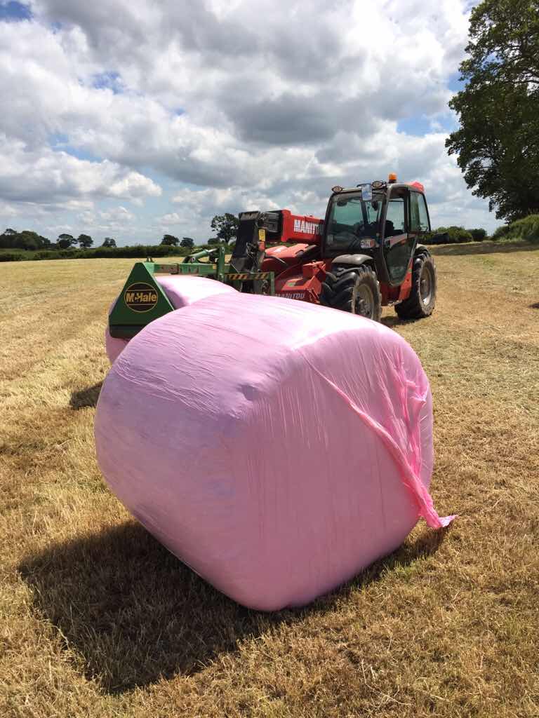 Marshmallow farming The Farming Forum