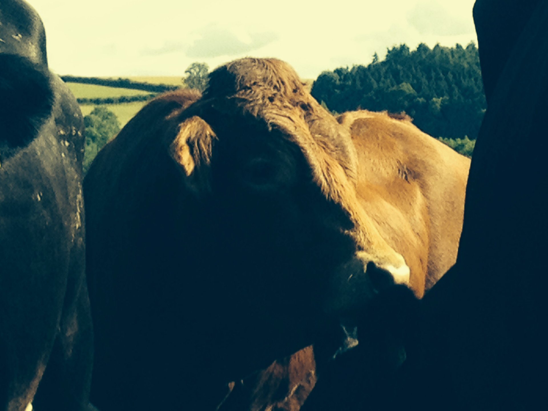 TB restricted Calves for Sale The Farming Forum