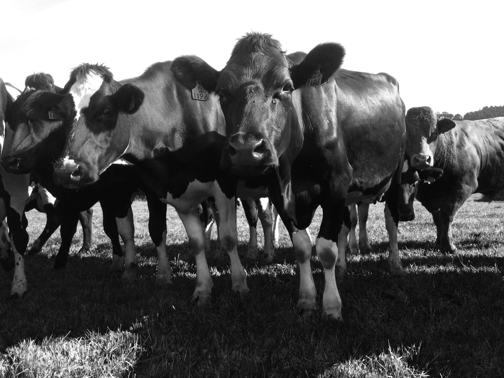 TB restricted Calves for Sale The Farming Forum