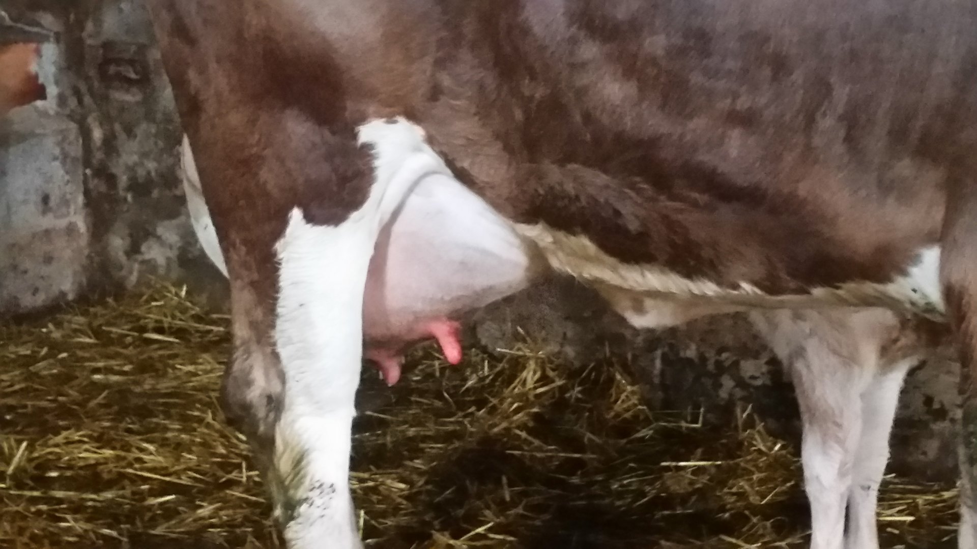 What Do Others Do With A Cow With Far Too Much Milk For Calf The Farming Forum