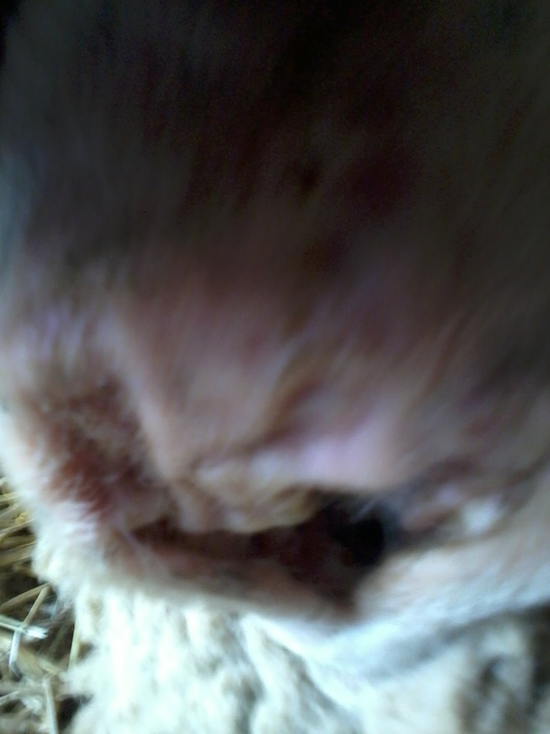 Lamb Ear Haematoma The Farming Forum