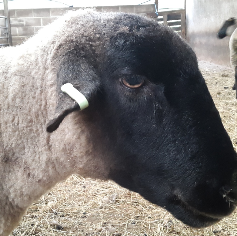 sheep bitten? The Farming Forum