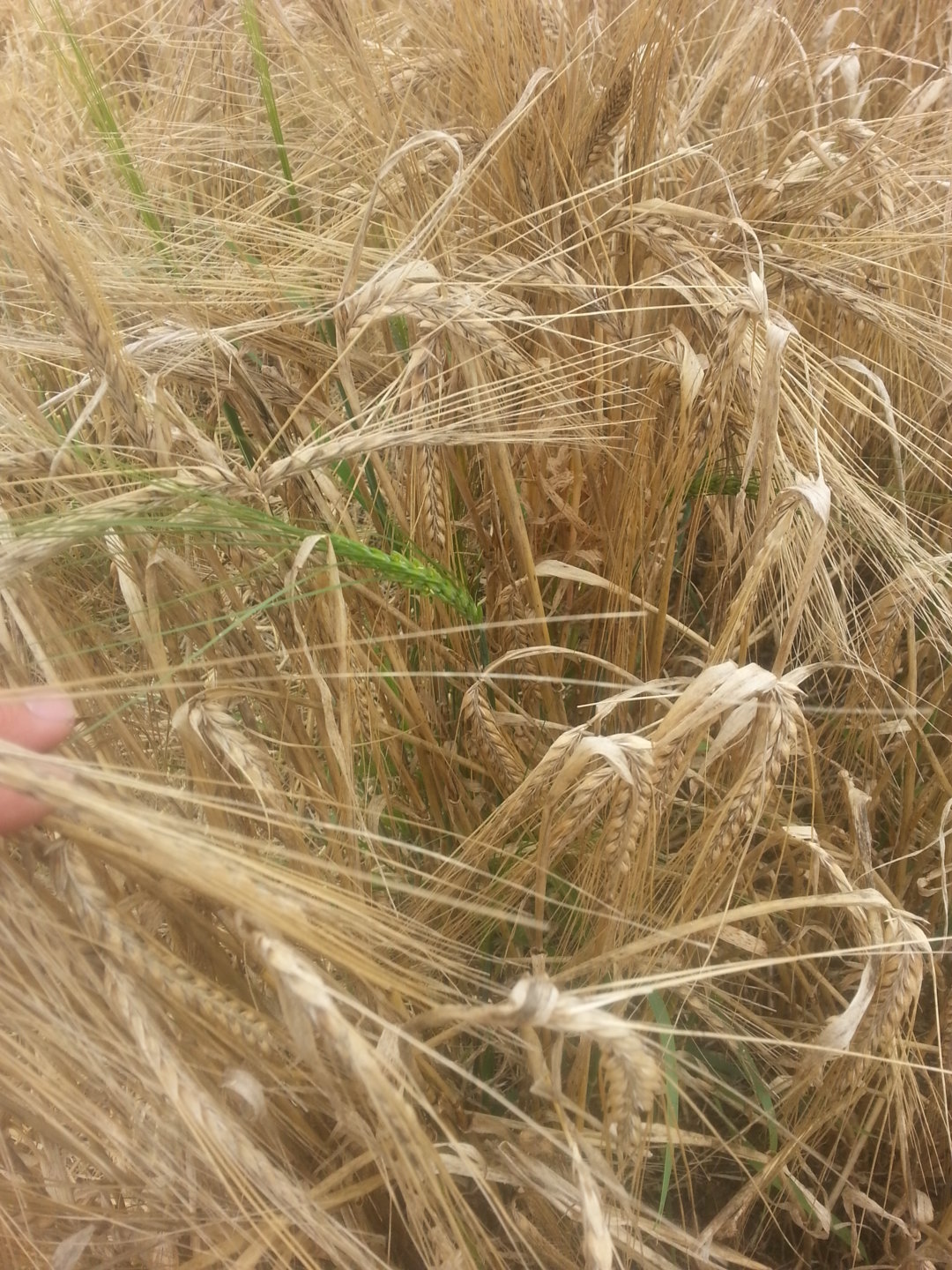 Late green tillers in spring barley The Farming Forum