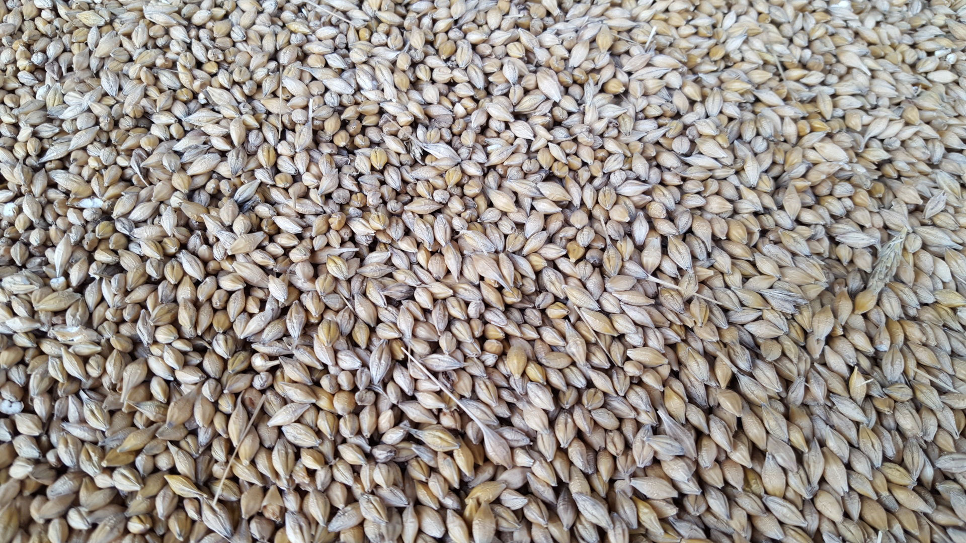 Late green tillers in spring barley The Farming Forum
