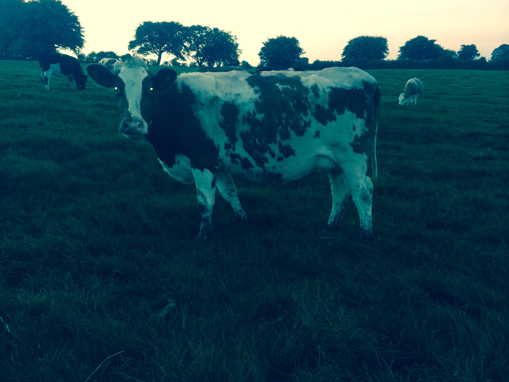 Best all round dairy cow Page 4 The Farming Forum