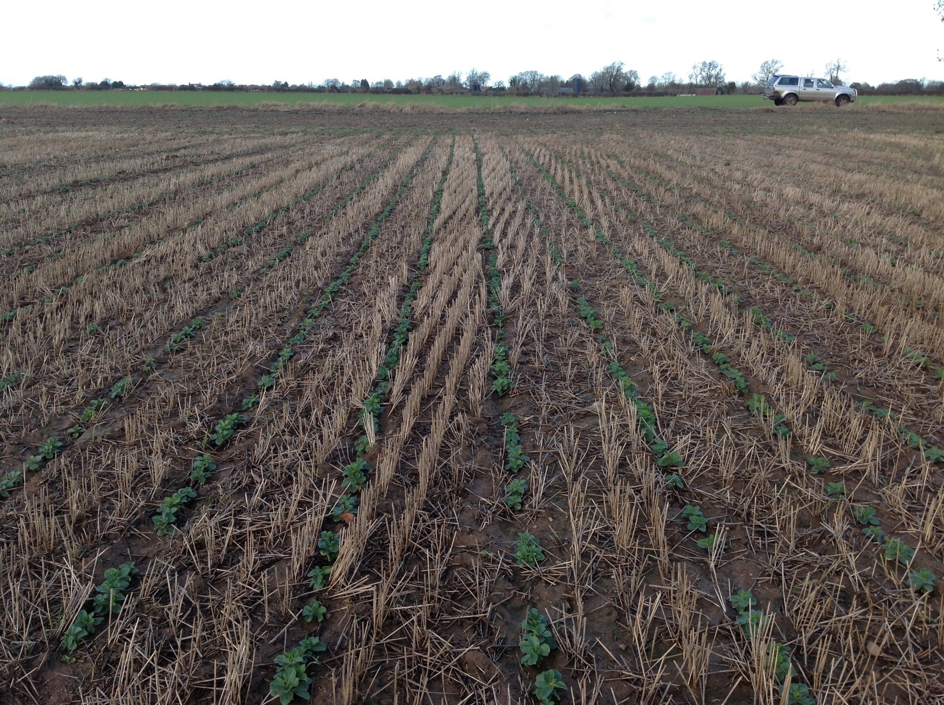 Winter bean row spacing? | The Farming Forum