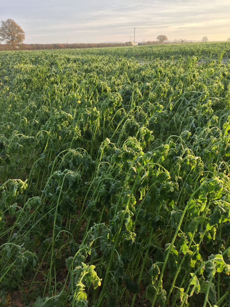 Mustard cover crop what's not to like? The Farming Forum
