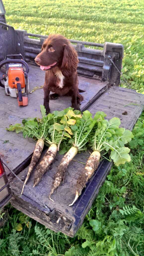 Tillage Radish The Farming Forum