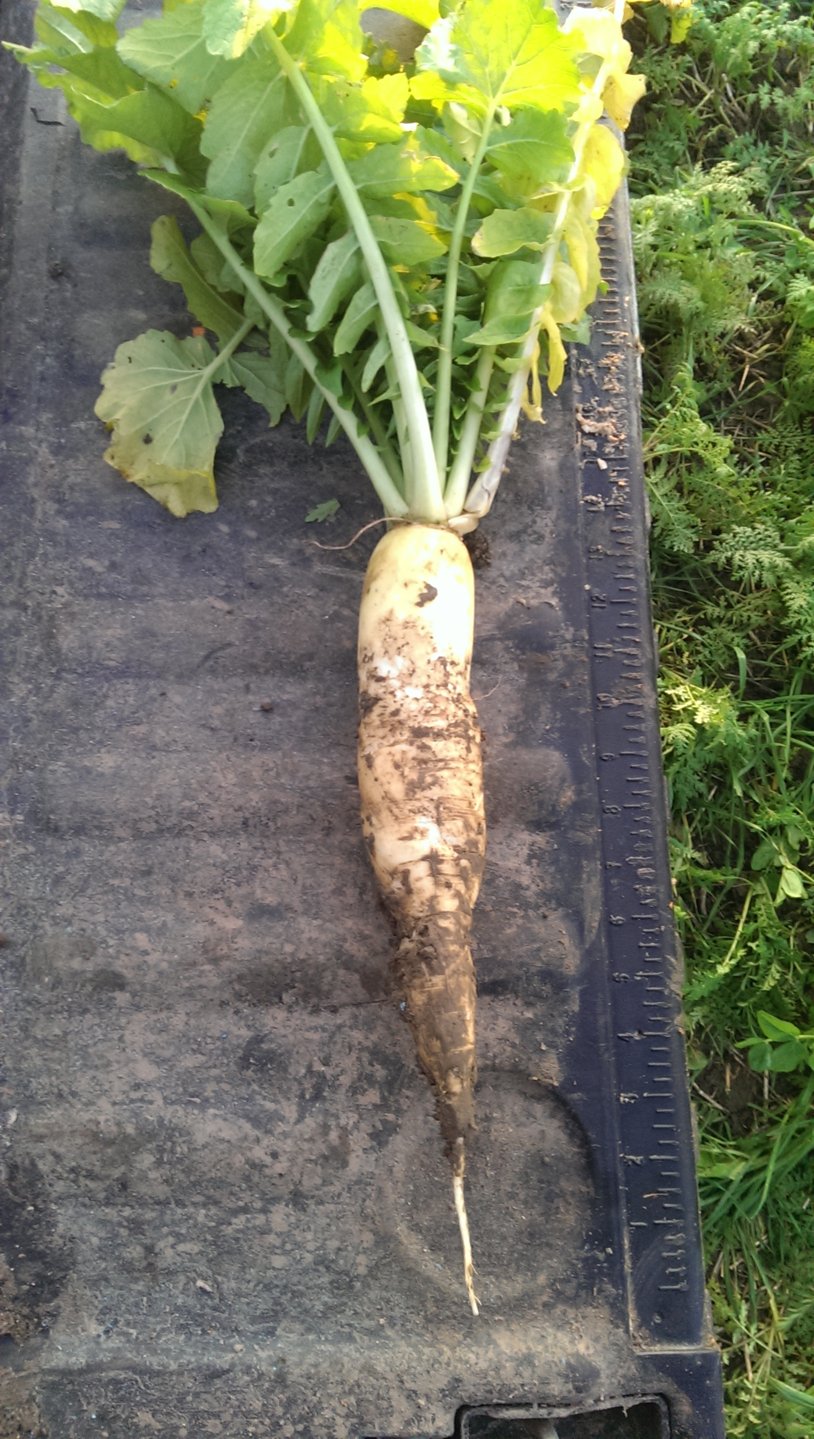 Tillage Radish The Farming Forum