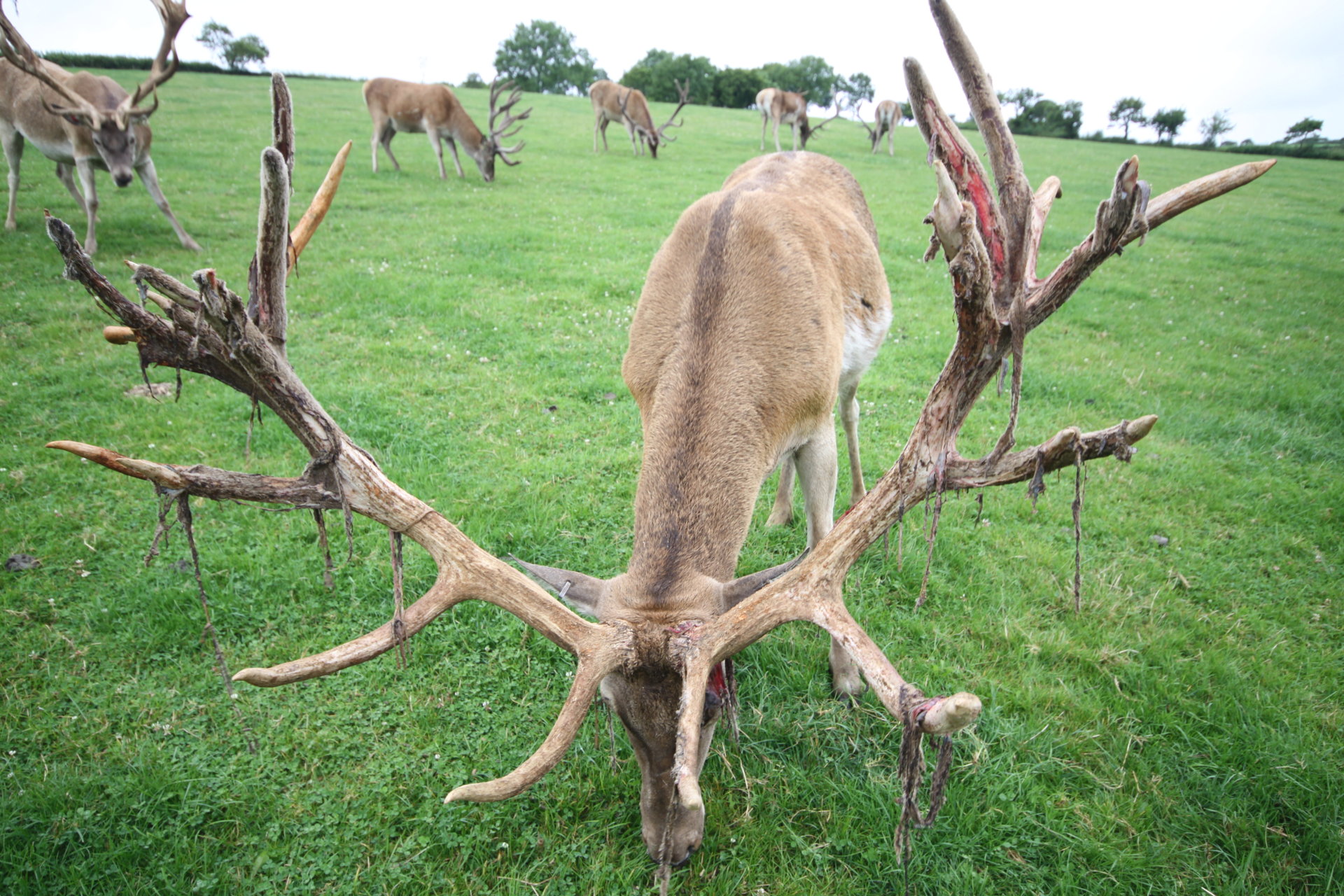 Deer Farming Page 2 The Farming Forum