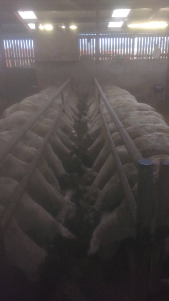 Walkthrough Trough Walk through troughs.. Good or bad? | The Farming Forum