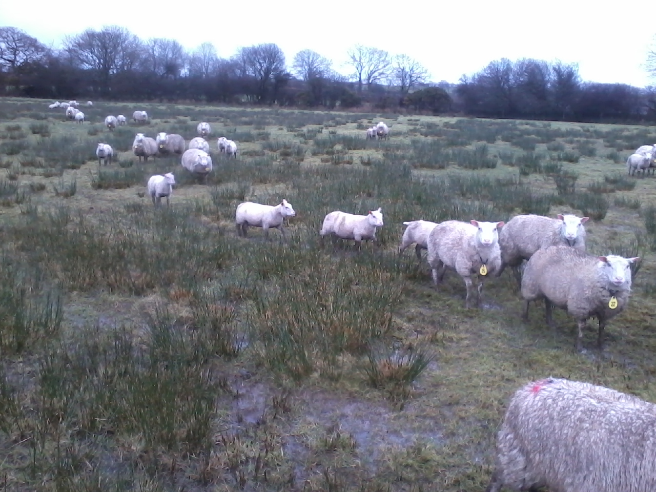 Ram lamb breeding ,grinding my gears Page 3 The Farming Forum