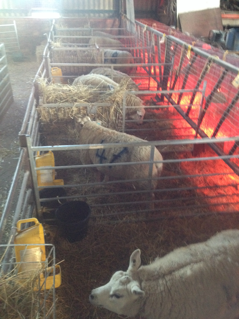 What size lambing pens The Farming Forum
