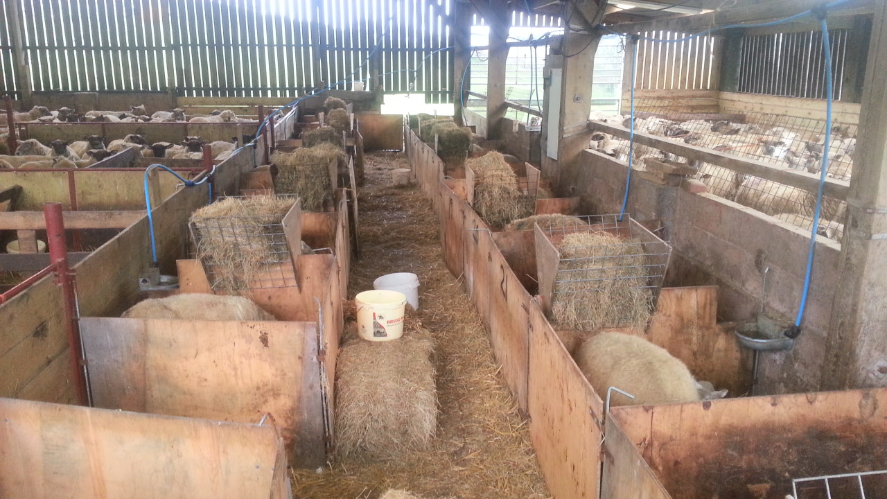 size of sheep pen ? The Farming Forum