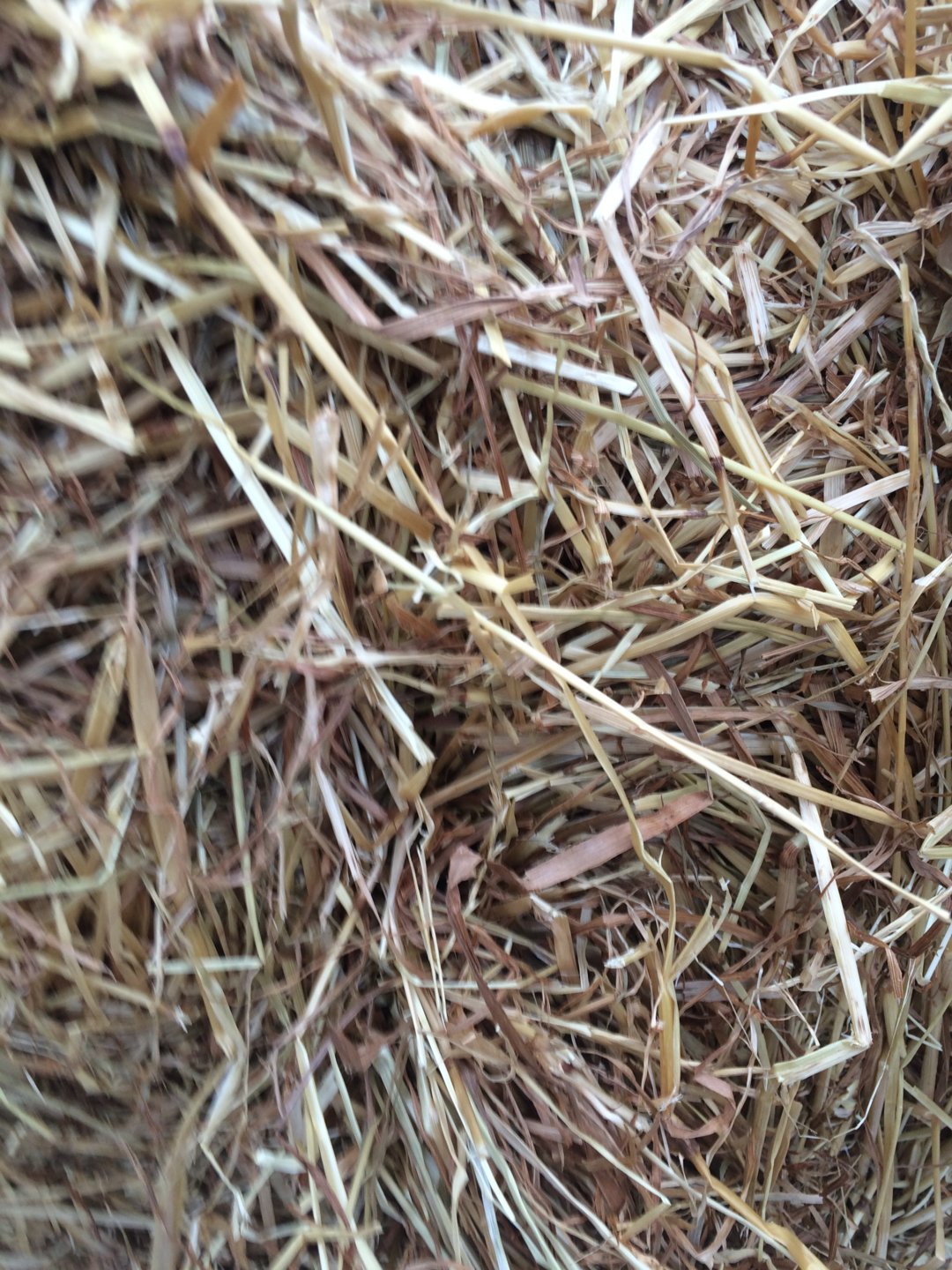 Best grass for Hay/Haylage? The Farming Forum
