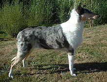Welsh Sheepdog The Farming Forum