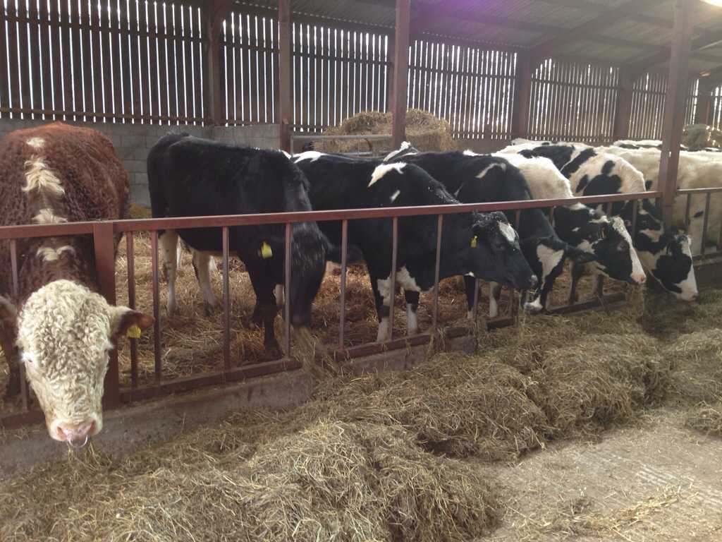 Cost of keeping cattle? [again] Page 2 The Farming Forum